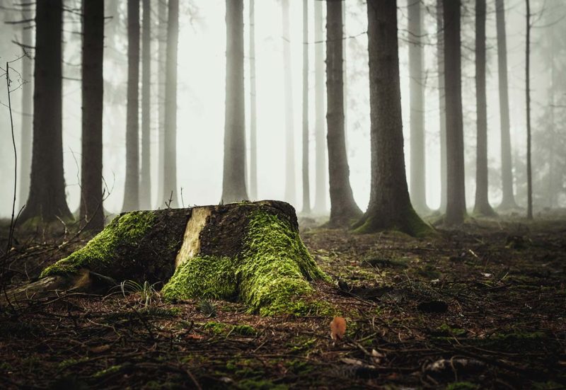 Photo by Sebastian Pichler on Unsplash